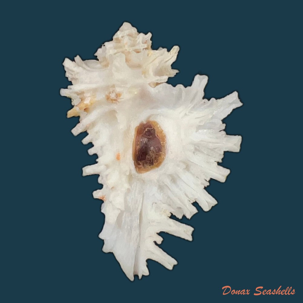 homalocantha-digitata-g-b-sowerby-ii-1841-48-4mm-copia