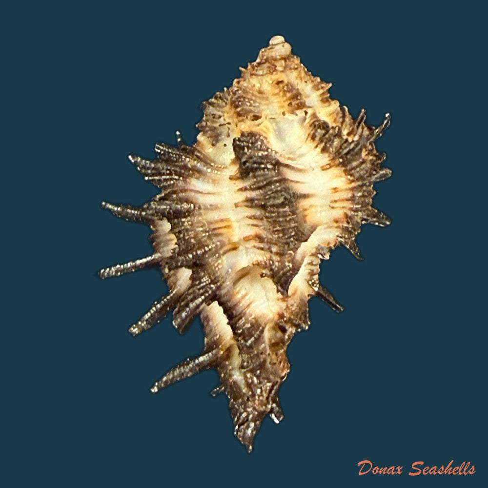 homalocantha-melanamathos-f-chinii-biraghi-1984-23-8mm-copia