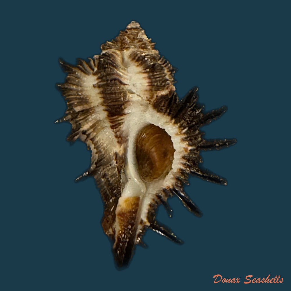 homalocantha-melanamathos-f-chinii-biraghi-1984-23-8mm-copia