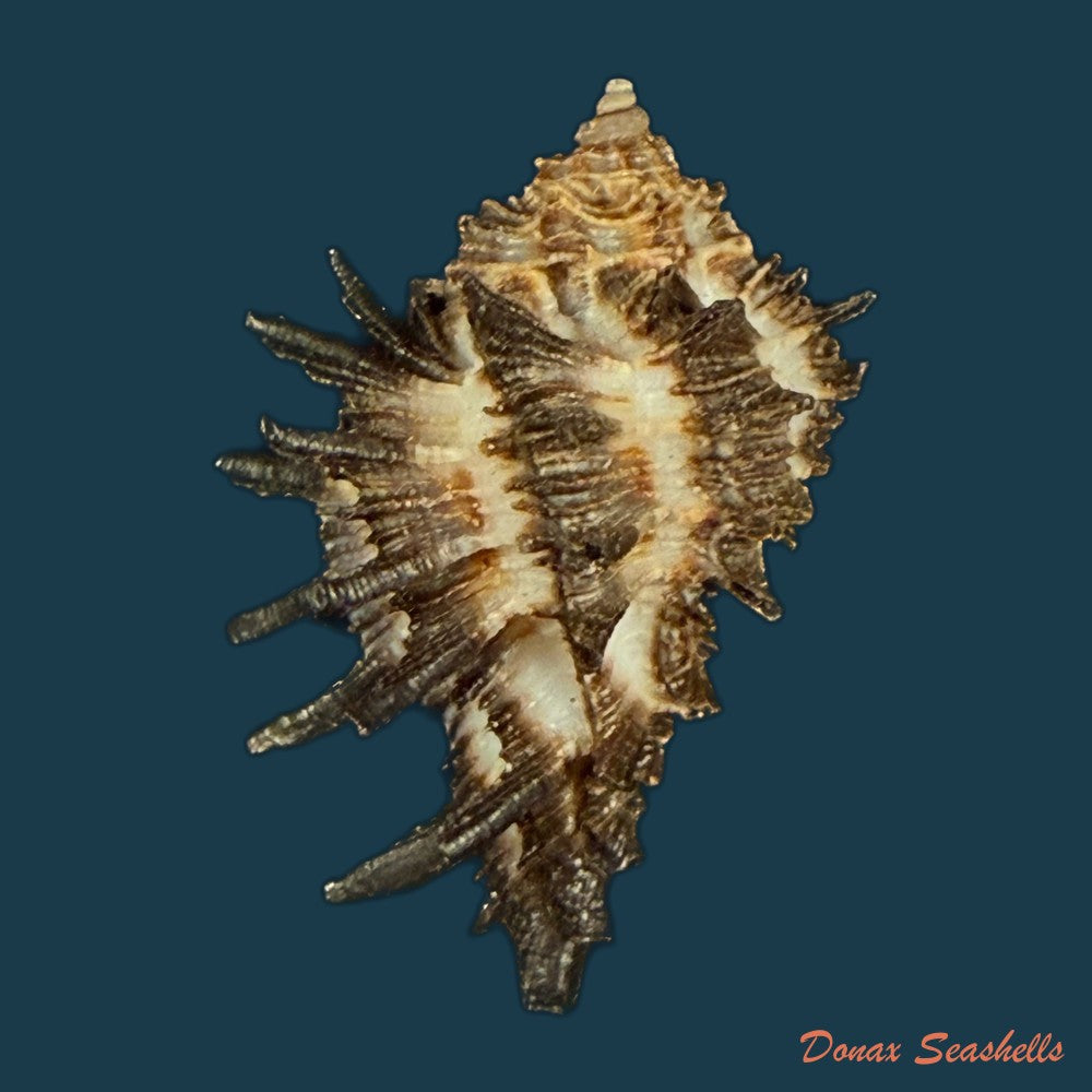 homalocantha-melanamathos-f-chinii-biraghi-1984-26-5mm-copia