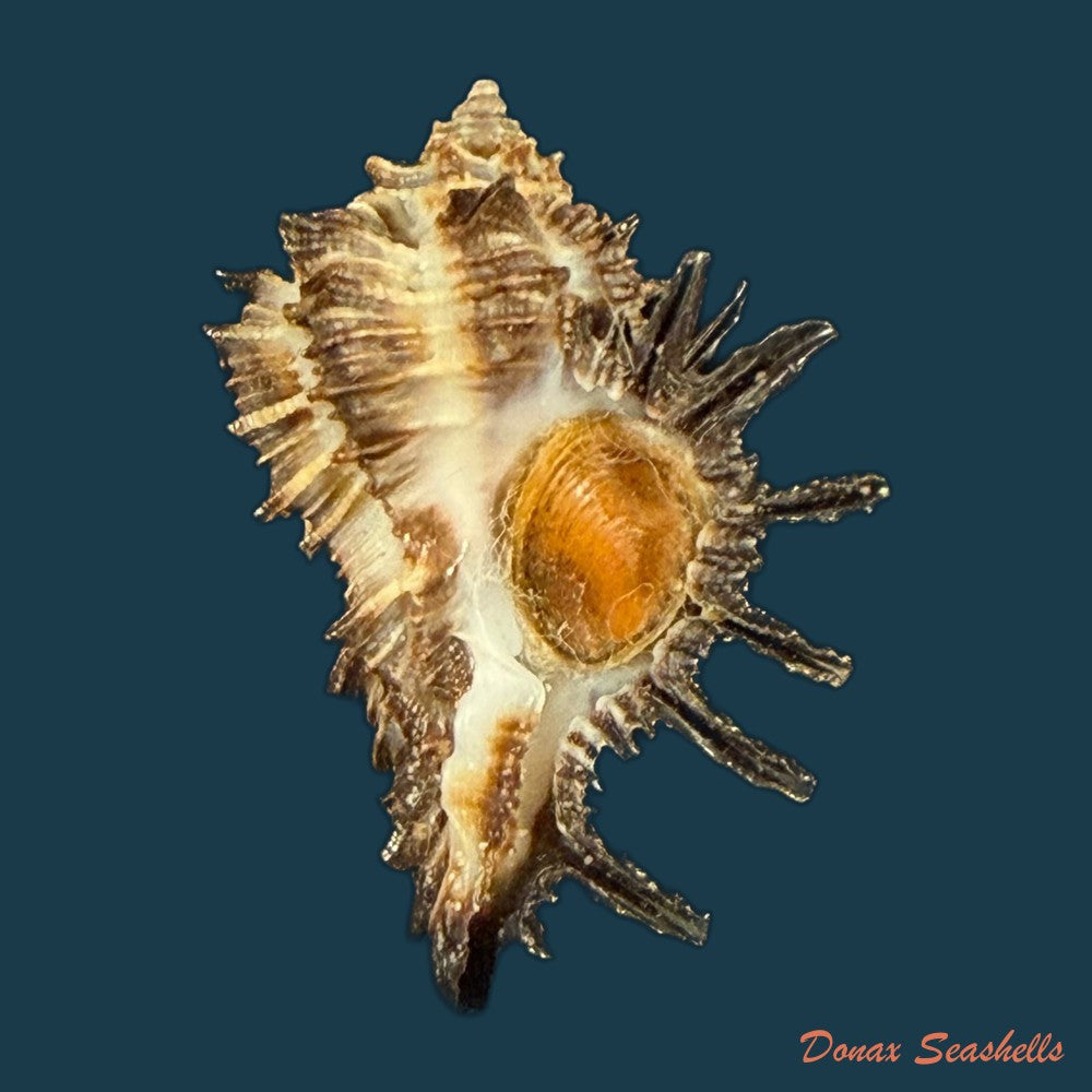 homalocantha-melanamathos-f-chinii-biraghi-1984-26-5mm-copia