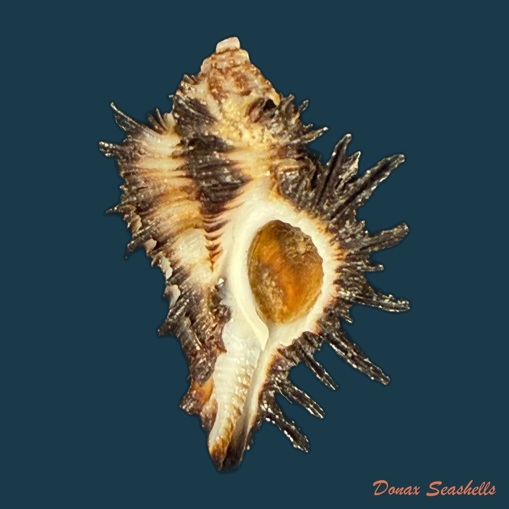 homalocantha-melanamathos-f-chinii-biraghi-1984-27-3mm-copia