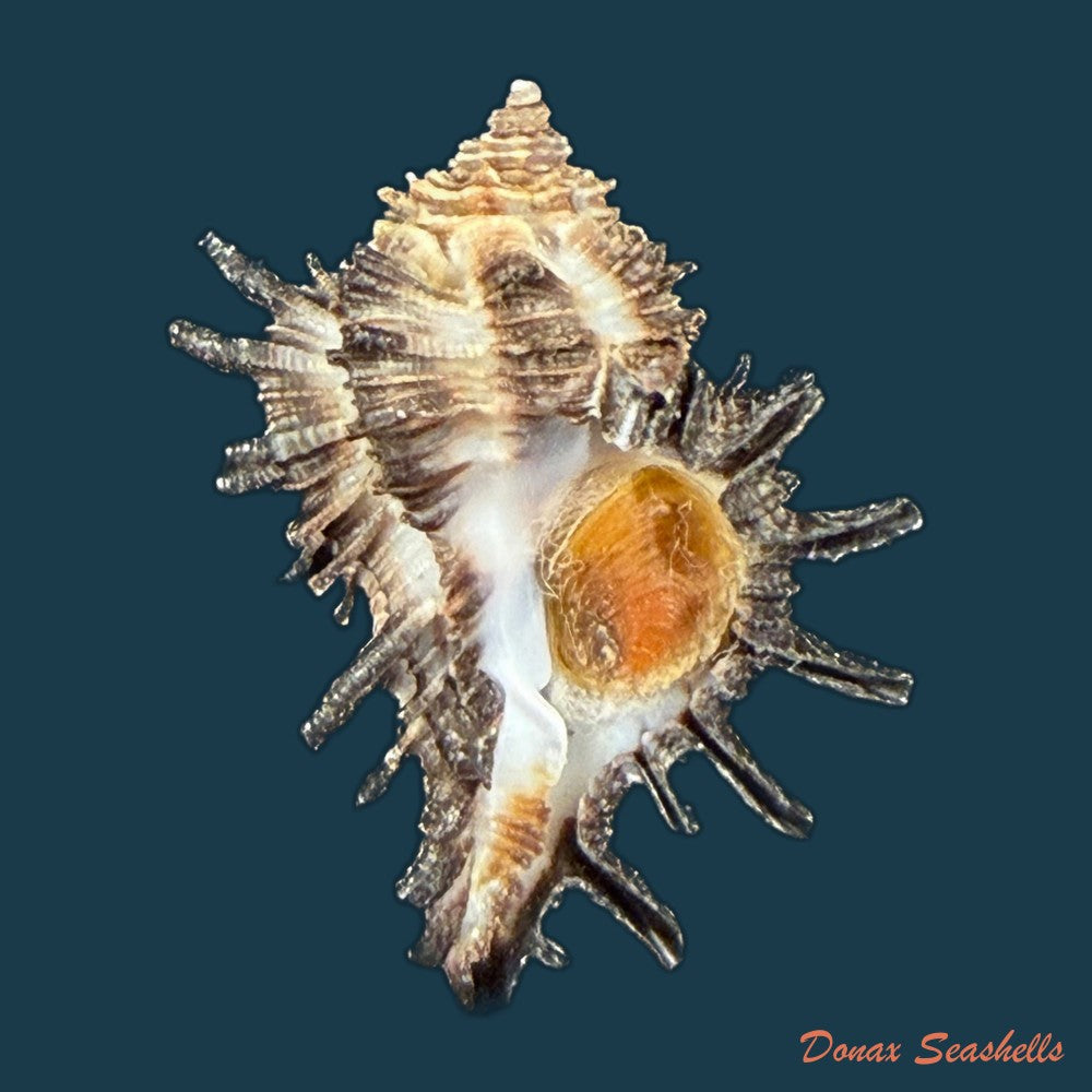 homalocantha-melanamathos-f-chinii-biraghi-1984-27-9mm-copia