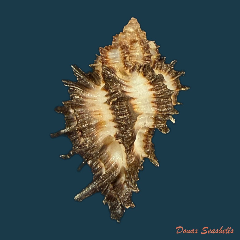 homalocantha-melanamathos-f-chinii-biraghi-1984-28mm-copia