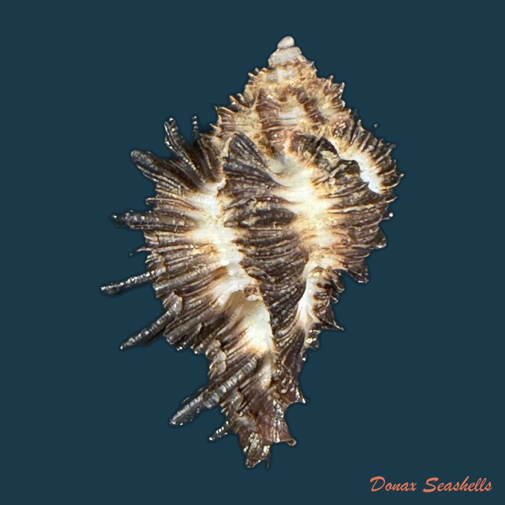 homalocantha-scorpio-linnaeus-1758-43-7mm-copia