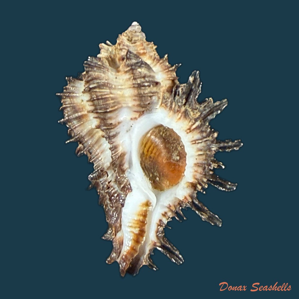 homalocantha-scorpio-linnaeus-1758-43-7mm-copia