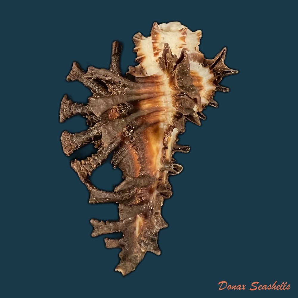 homalocantha-scorpio-linnaeus-1758-45-4mm-copia