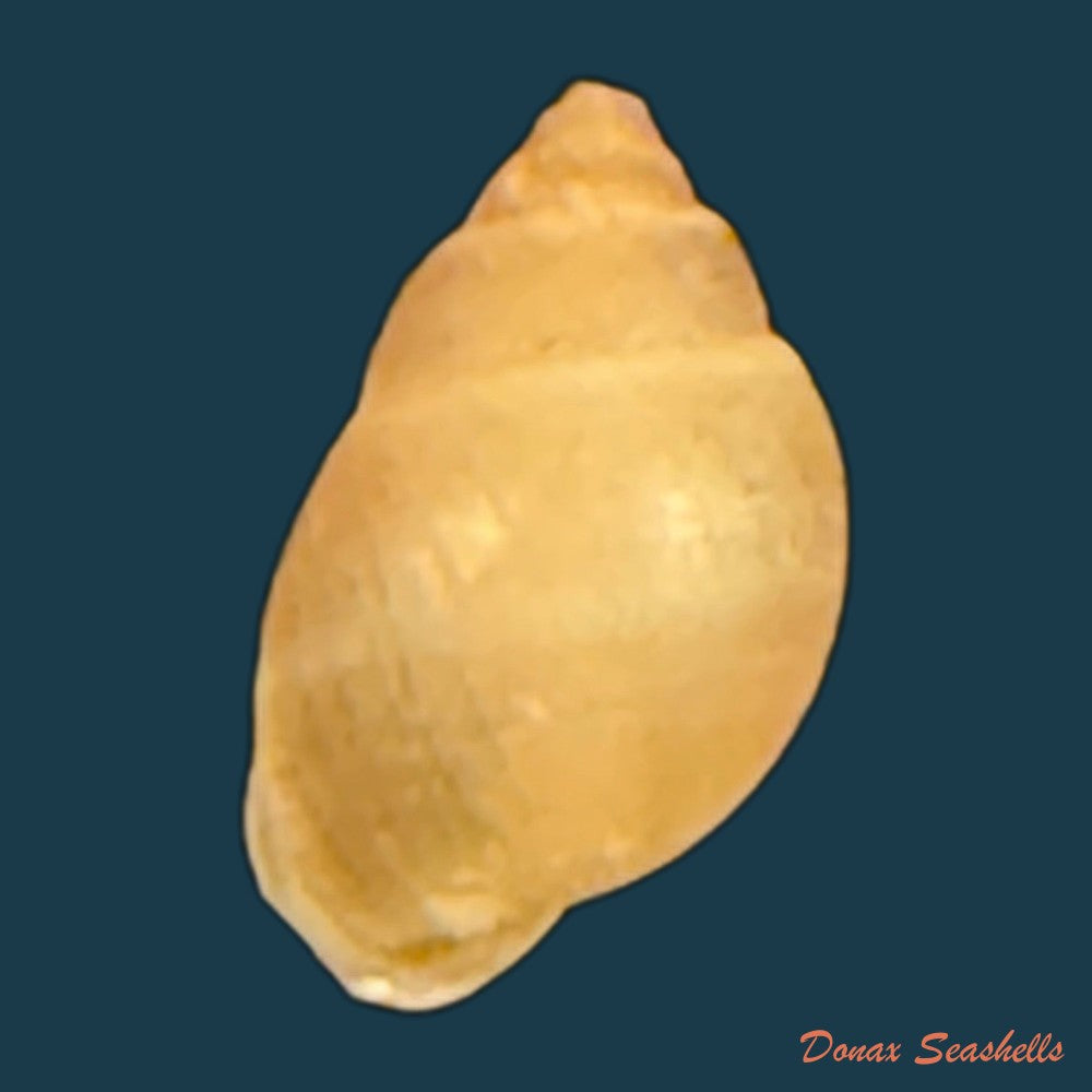 hyperaulax-ramagei-e-a-smith-1890-24-2mm-copia