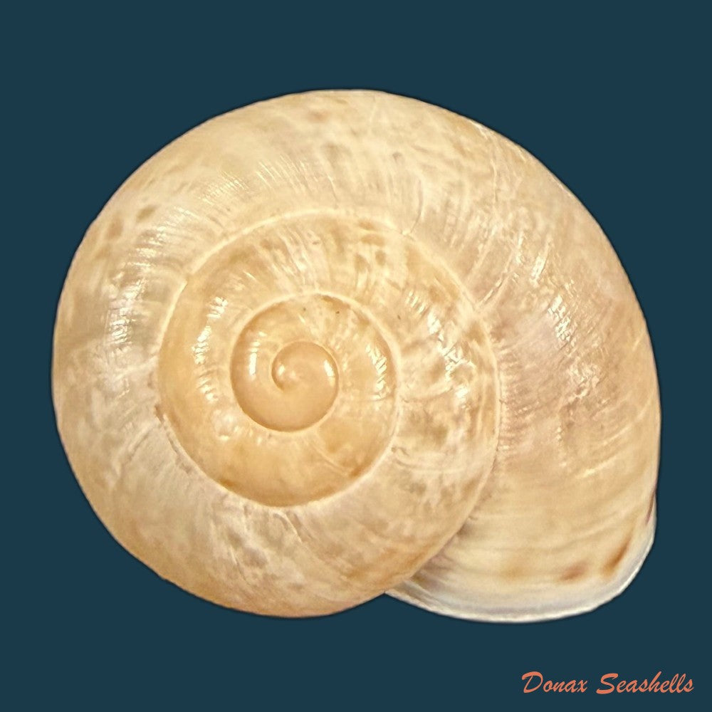 iberus-guiraoanus-pfeiffer-1853-23-8mm-copia