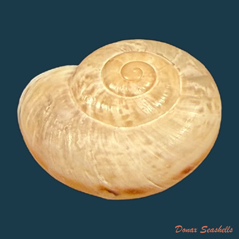 iberus-guiraoanus-pfeiffer-1853-23-8mm-copia