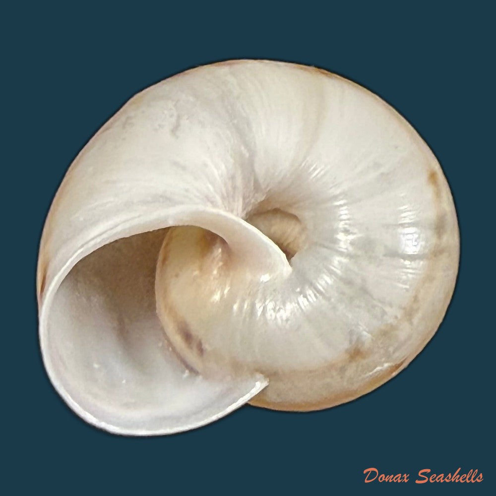 iberus-guiraoanus-pfeiffer-1853-23-8mm-copia