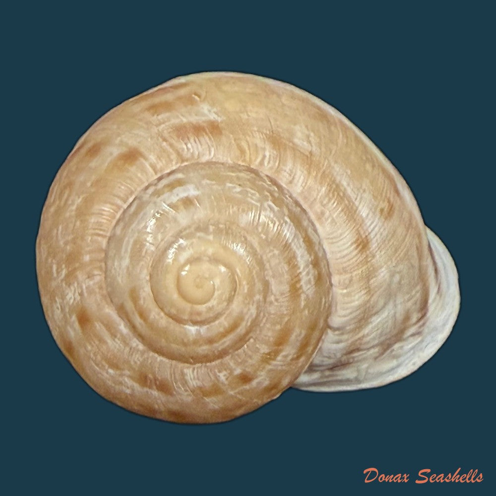iberus-lorcanus-rossmassler-1854-34-2mm-copia