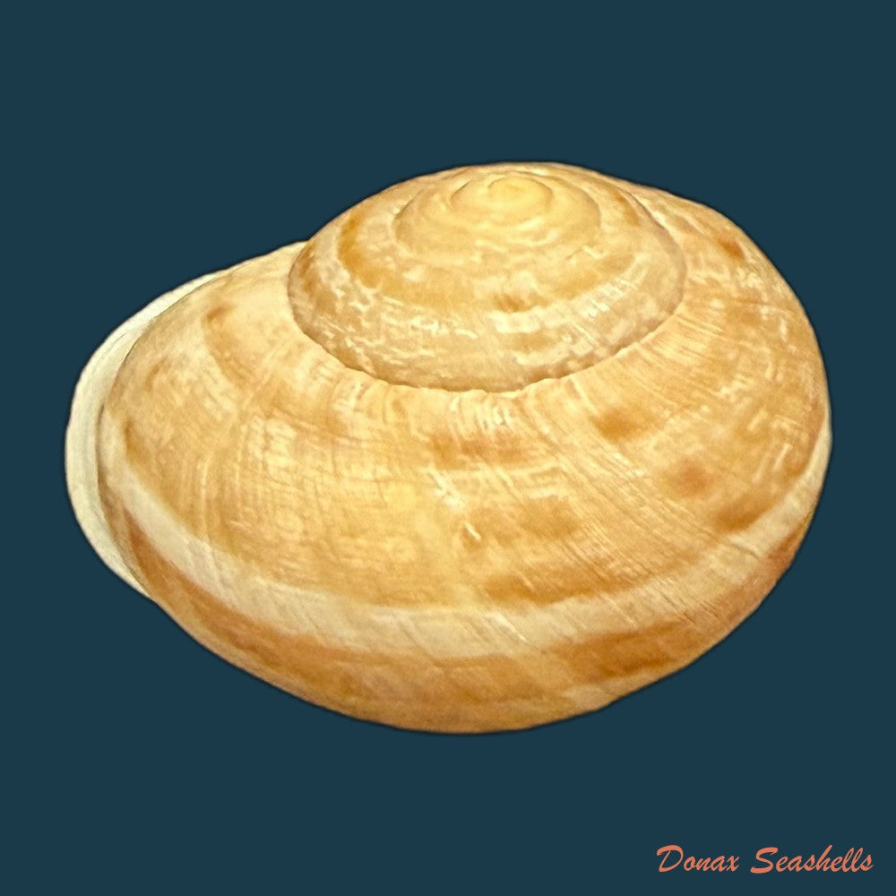 iberus-lorcanus-rossmassler-1854-34-2mm-copia