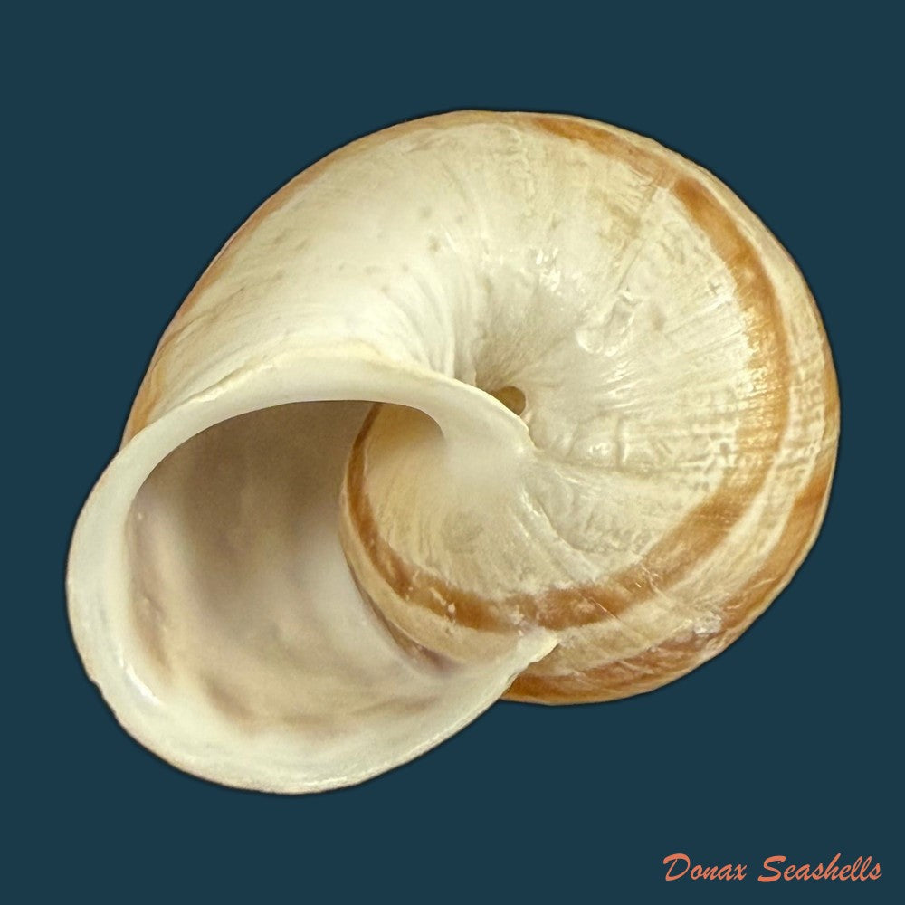 iberus-lorcanus-rossmassler-1854-34-2mm-copia