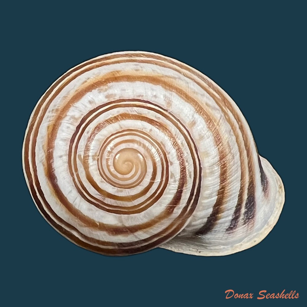 iberus-mariae-cobos-1979-28-2mm-copia