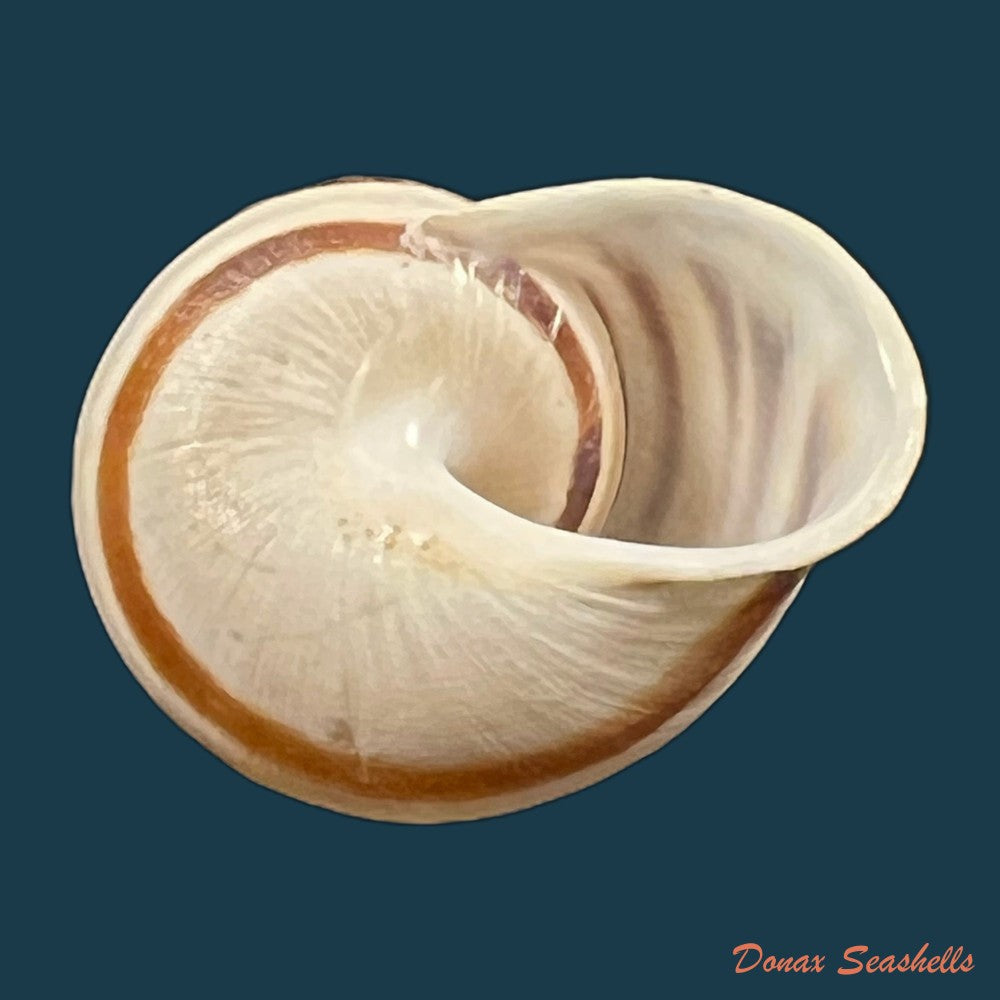 iberus-mariae-cobos-1979-28-2mm-copia