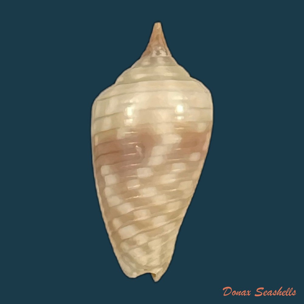 imbricaria-conularis-lamarck-1811-15-6mm-copia-1