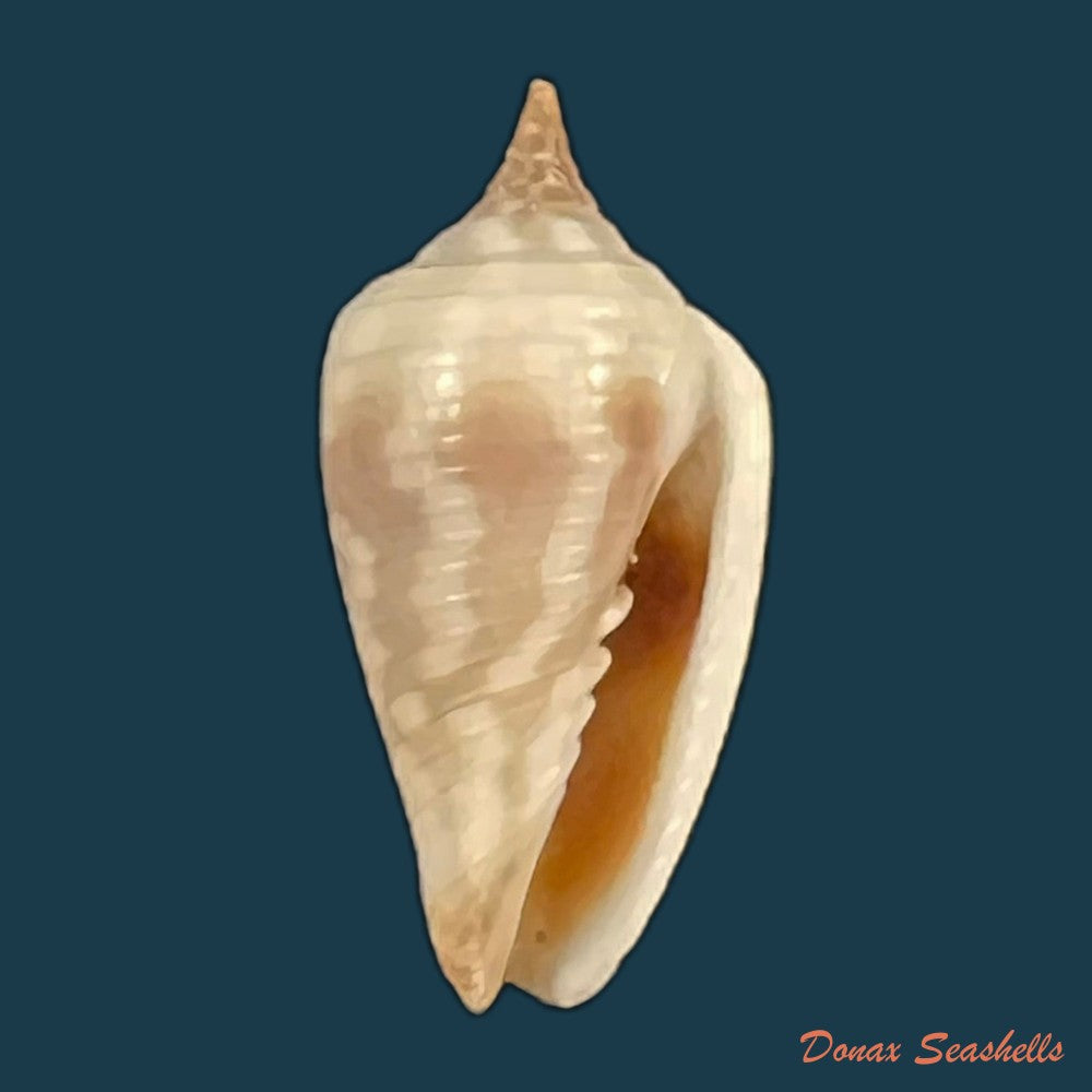 imbricaria-conularis-lamarck-1811-15-6mm-copia-1
