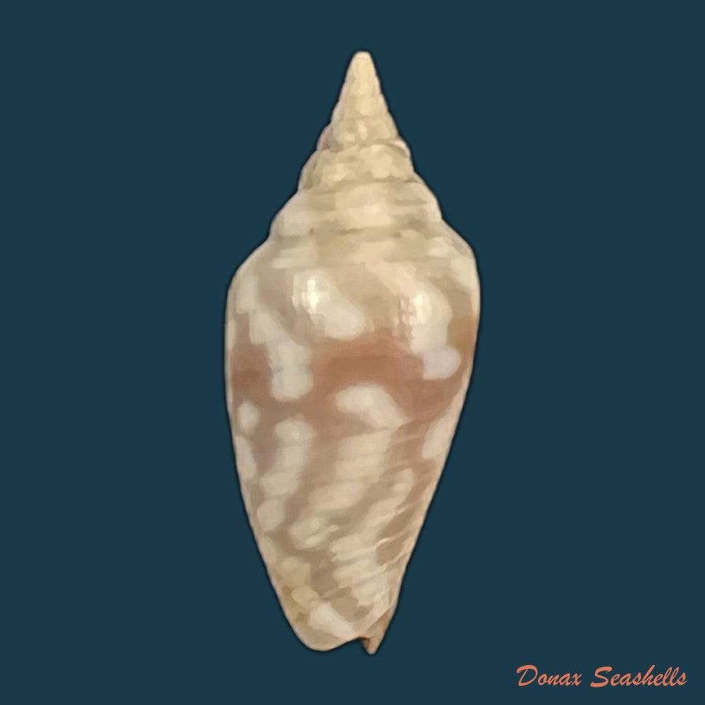 imbricaria-conularis-lamarck-1811-15-6mm-copia