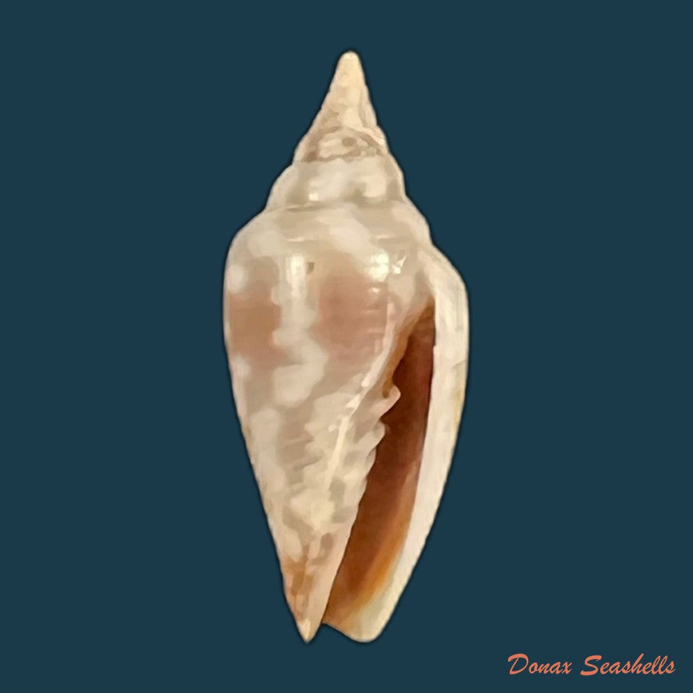 imbricaria-conularis-lamarck-1811-15-6mm-copia