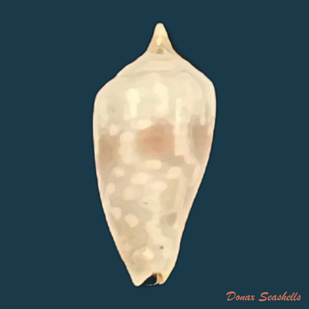 imbricaria-conularis-lamarck-1811-17-5mm-copia