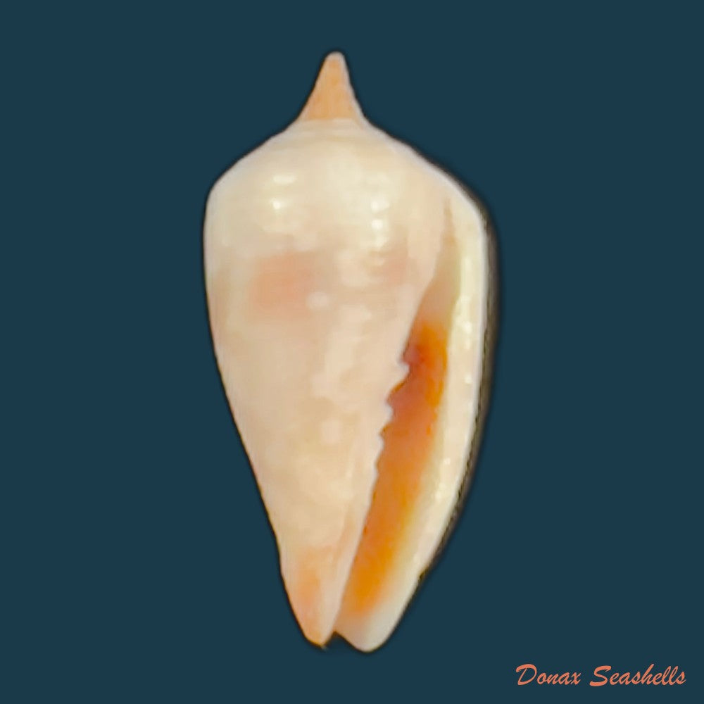 imbricaria-conularis-lamarck-1811-17-5mm-copia