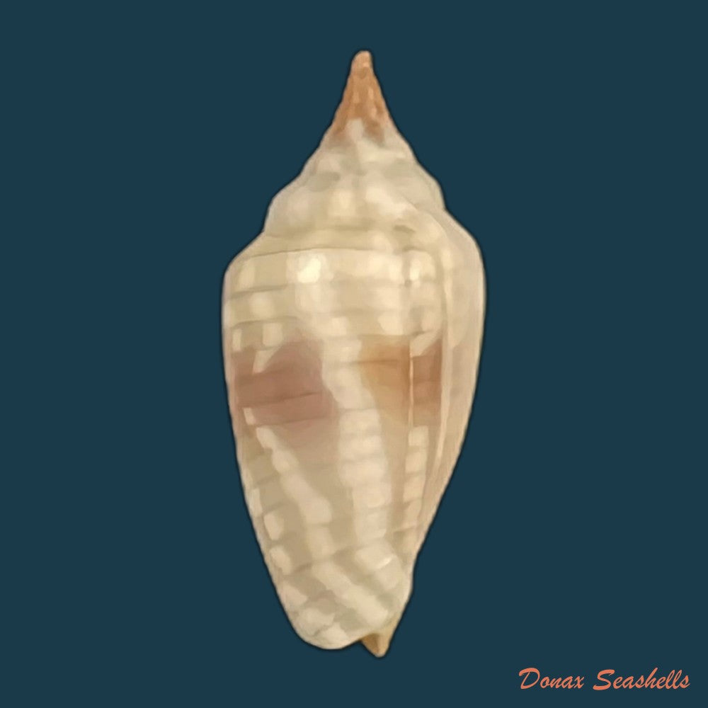 imbricaria-conularis-lamarck-1811-17-6mm-copia