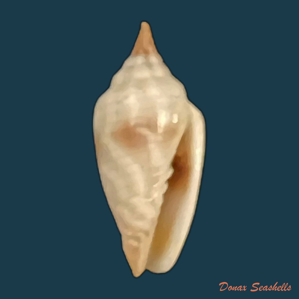 imbricaria-conularis-lamarck-1811-17-6mm-copia