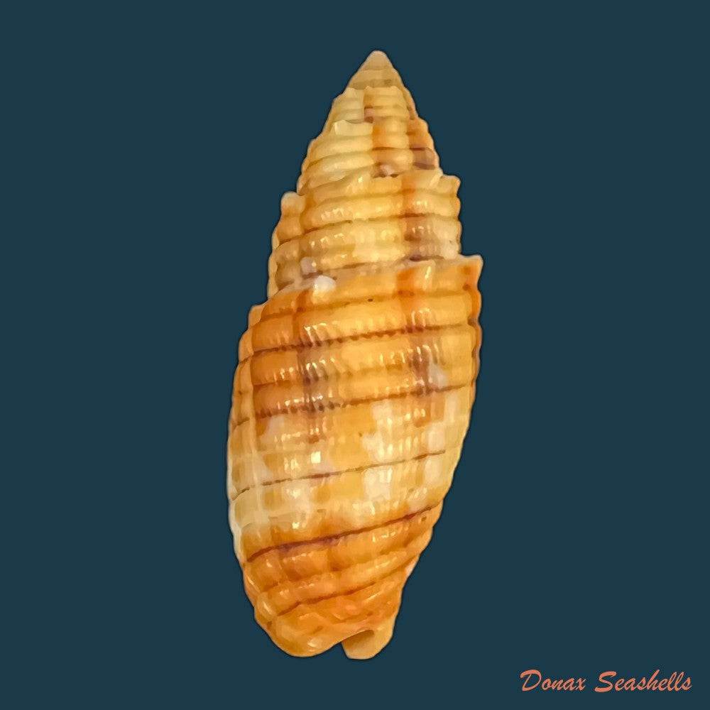 imbricaria-conularis-lamarck-1811-17mm-copia