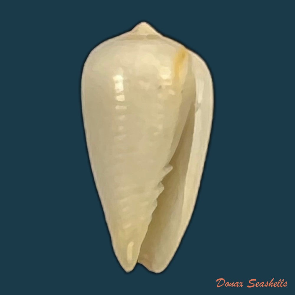imbricariopsis-punctata-swainson-1821-14-7mm-copia