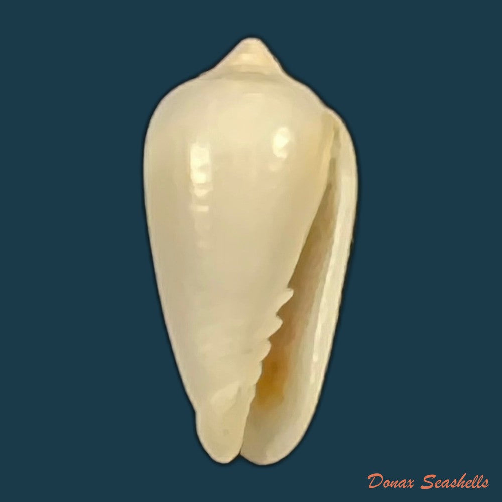 imbricariopsis-punctata-swainson-1821-14-8mm-copia