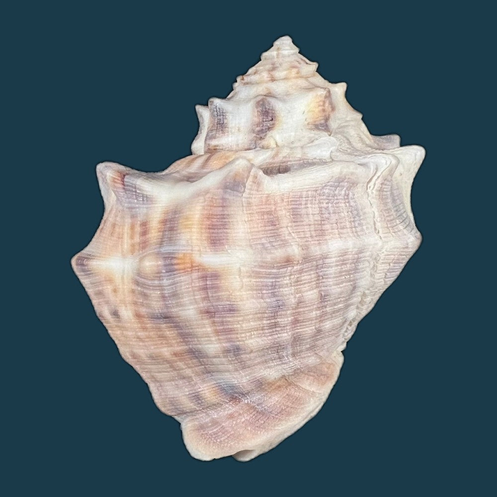 indothais-lacera-born-1778-54-1mm-copia