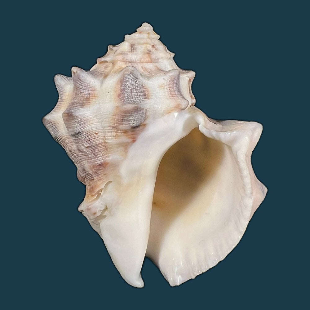 indothais-lacera-born-1778-54-1mm-copia