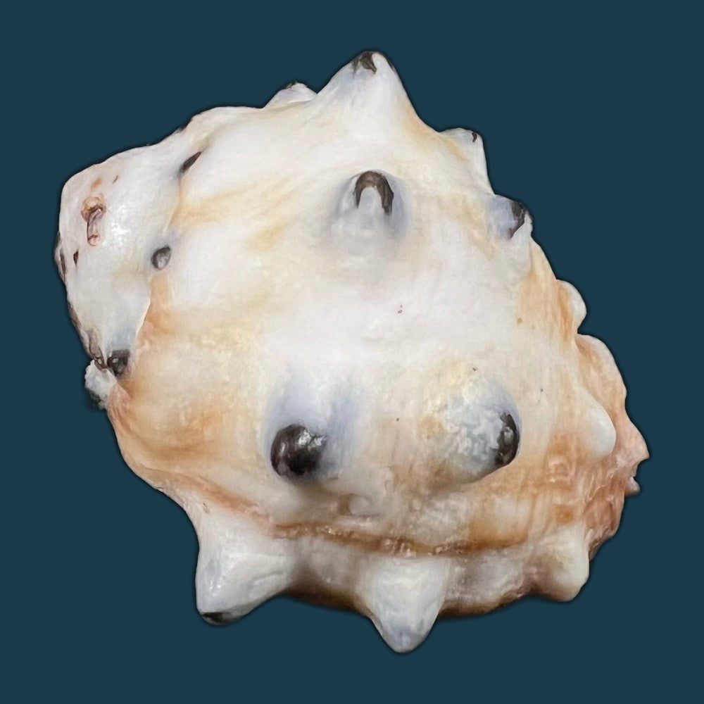 indothais-lacera-born-1778-57-3mm-copia