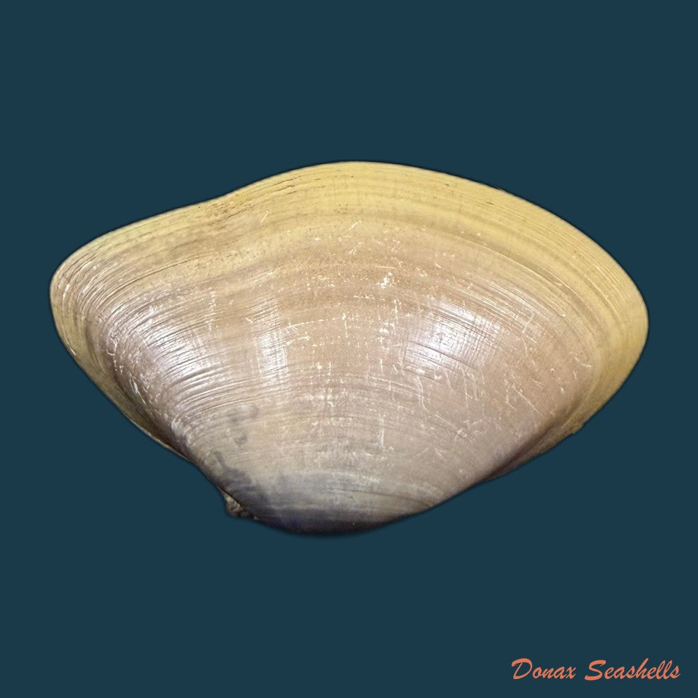 iphigenia-brasiliensis-lamarck-1818-49-6mm-copia