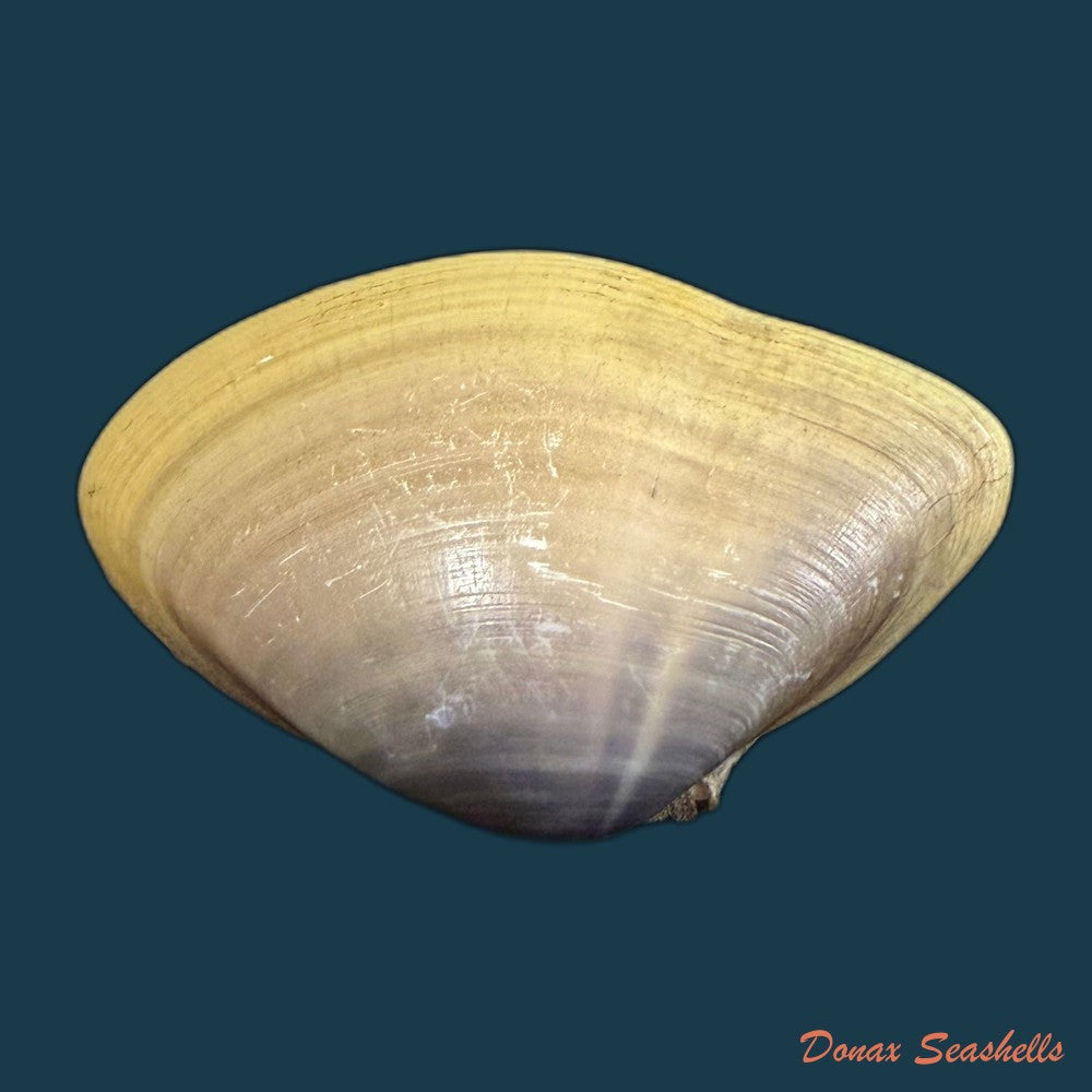 iphigenia-brasiliensis-lamarck-1818-49-6mm-copia