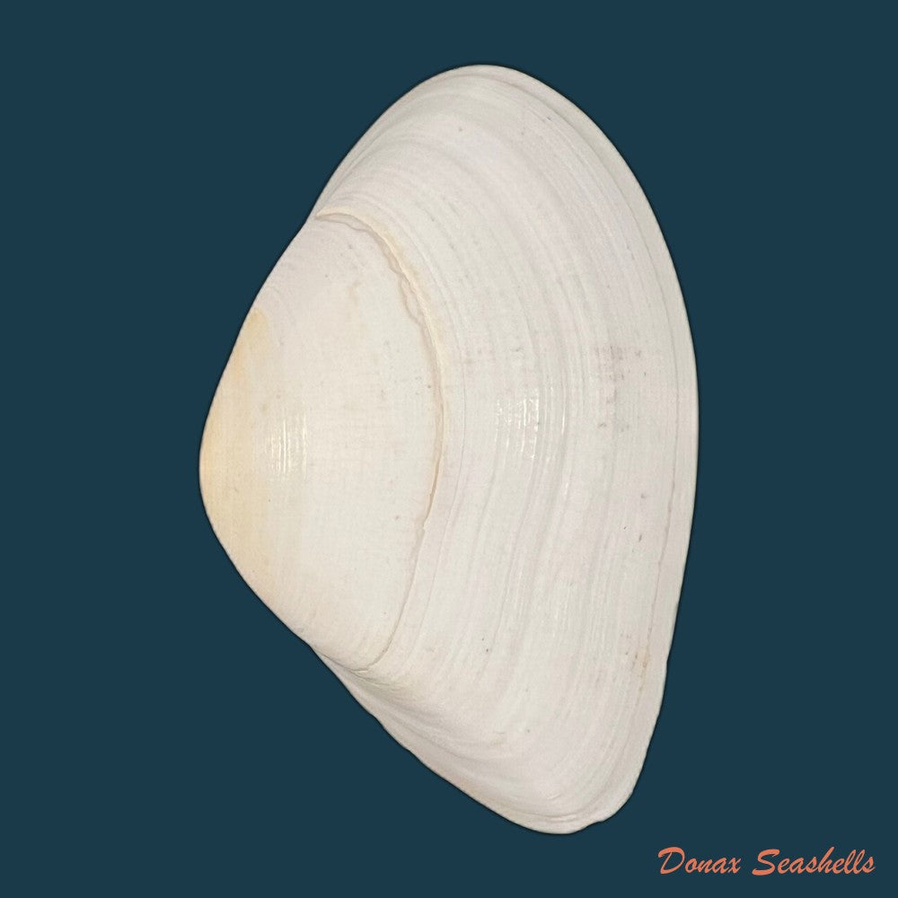 iphigenia-brasiliensis-lamarck-1818-51-7mm-copia