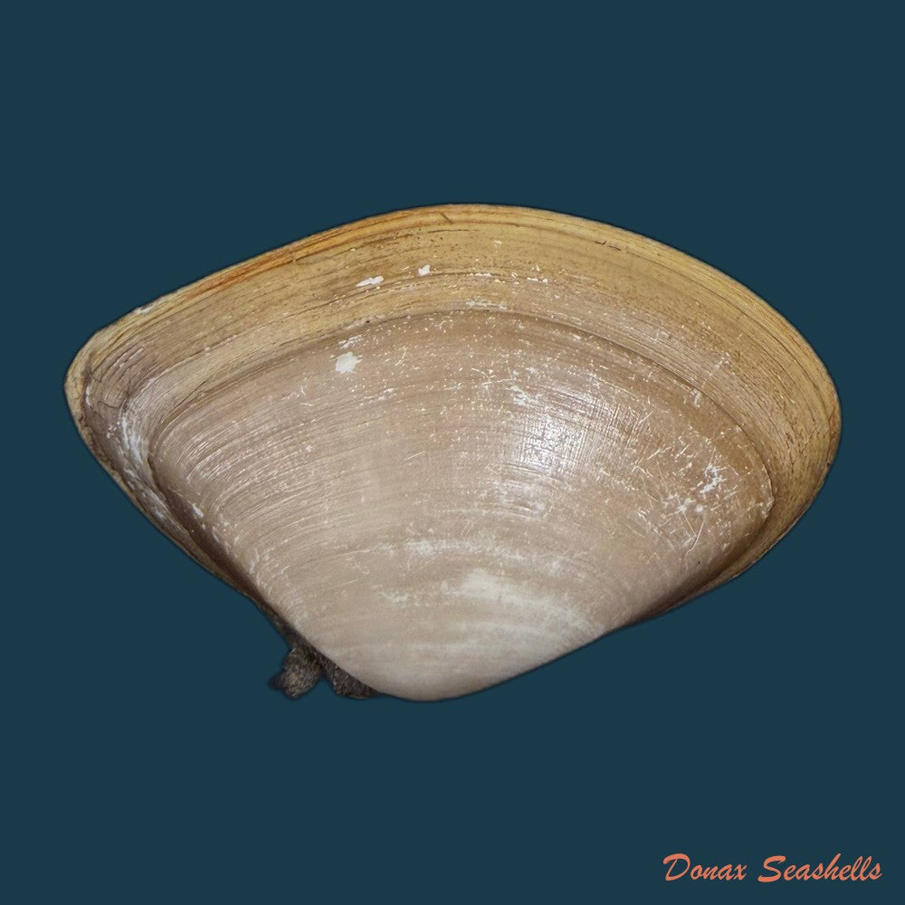 iphigenia-brasiliensis-lamarck-1818-52-3mm-copia