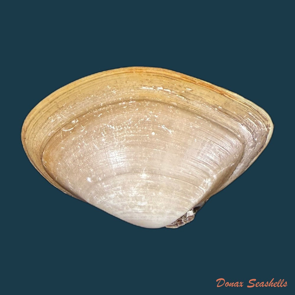 iphigenia-brasiliensis-lamarck-1818-52-3mm-copia