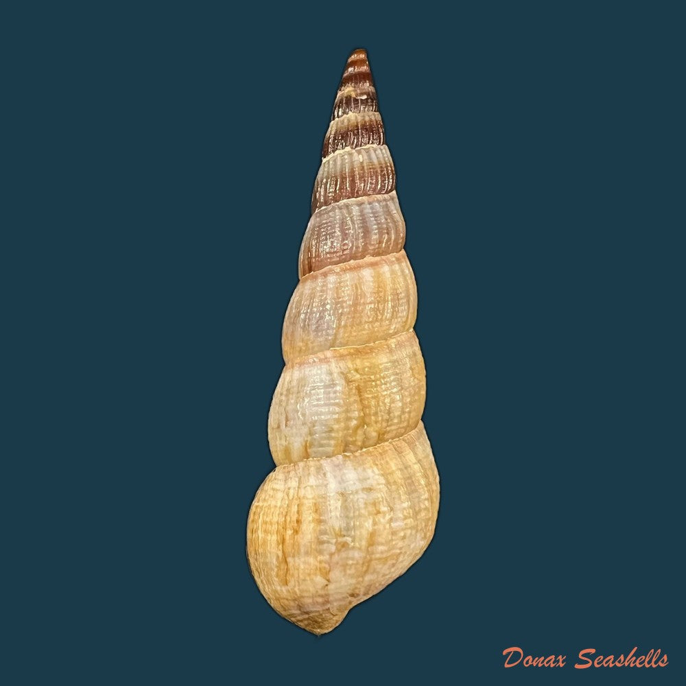 jagora-dactylus-i-lea-h-c-lea-1851-54-3mm-copia-1