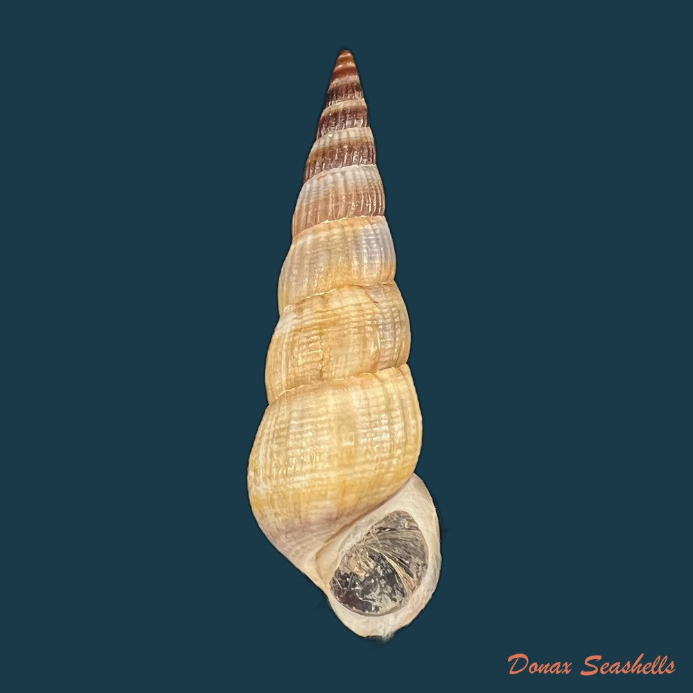 jagora-dactylus-i-lea-h-c-lea-1851-54-3mm-copia-1