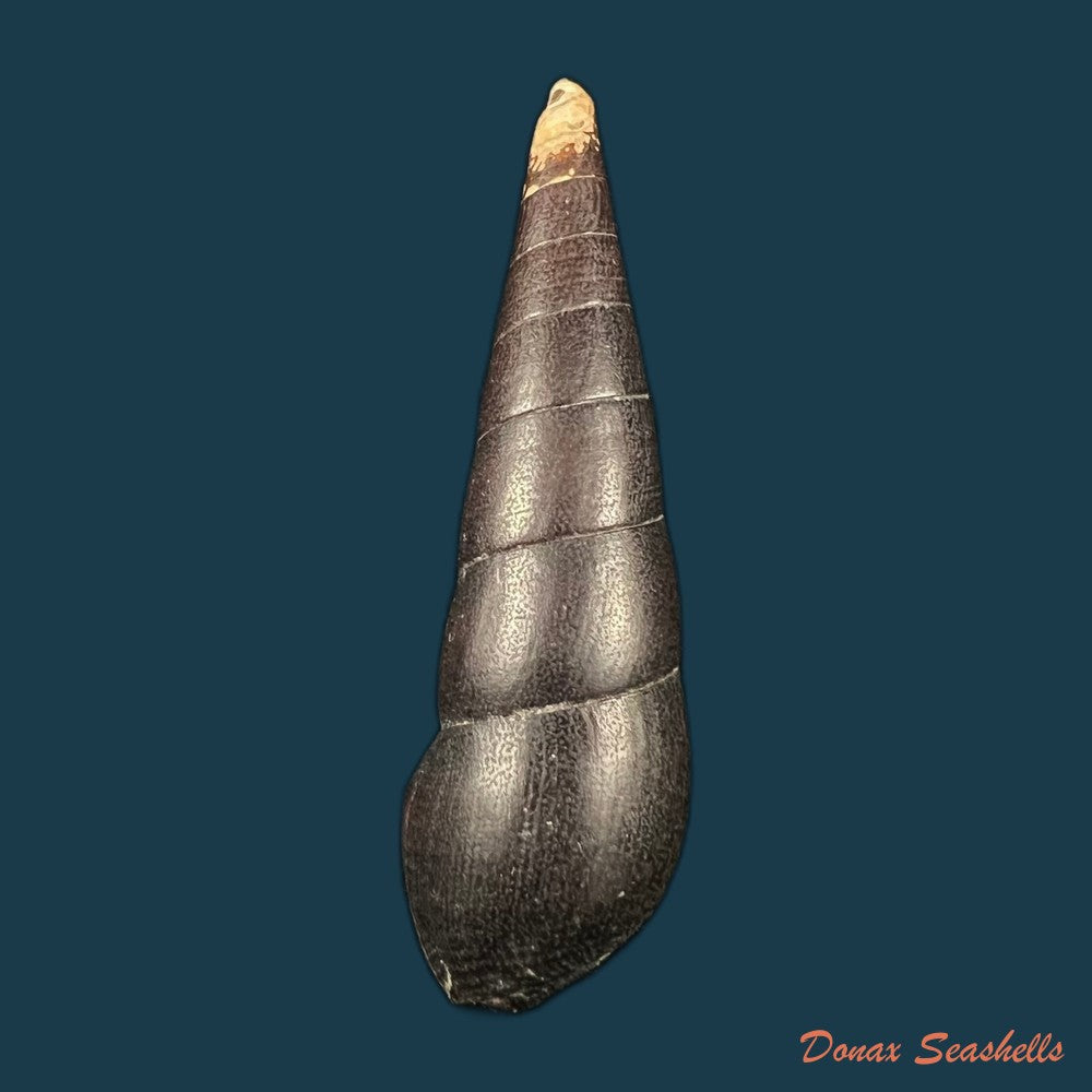 jagora-dactylus-i-lea-h-c-lea-1851-54-3mm-copia