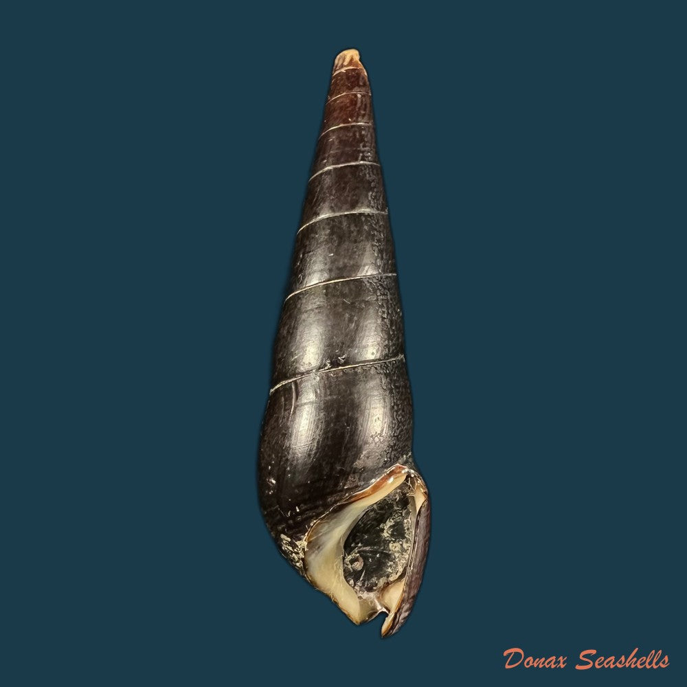 jagora-dactylus-i-lea-h-c-lea-1851-54-3mm-copia