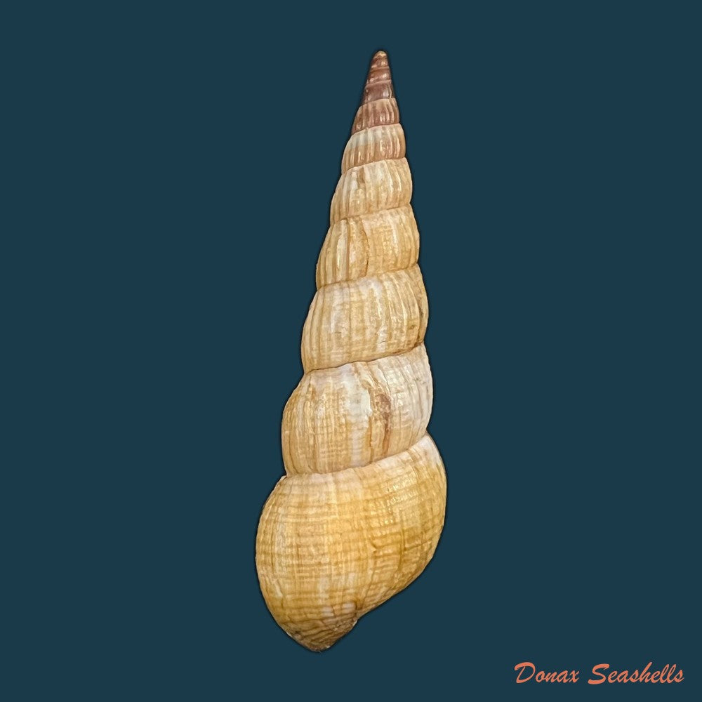 jagora-dactylus-i-lea-h-c-lea-1851-55-2mm-copia
