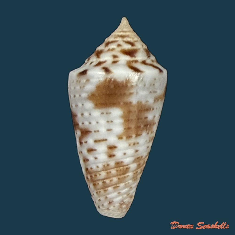 jaspidiconus-ogum-petuch-myers-2014-16-9mm-copia