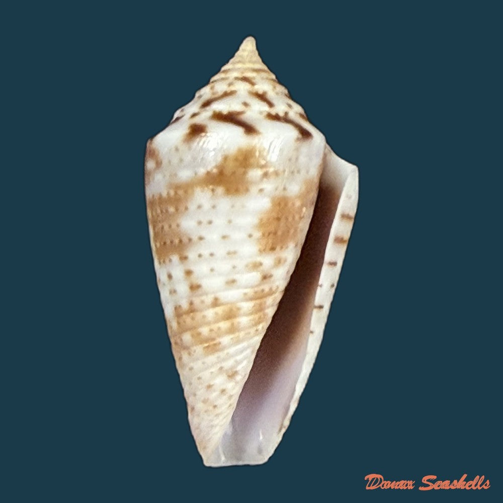 jaspidiconus-ogum-petuch-myers-2014-16-9mm-copia