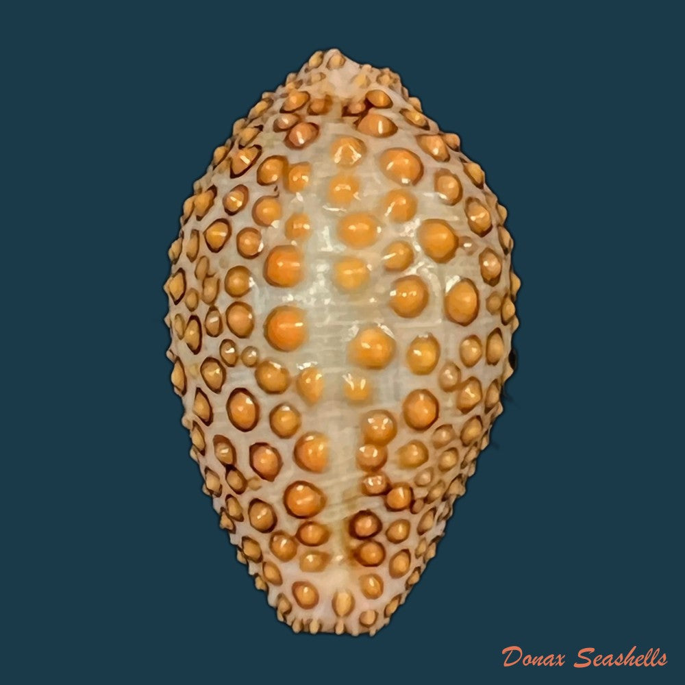 jenneria-pustulata-lightfoot-1786-22-1mm-copia