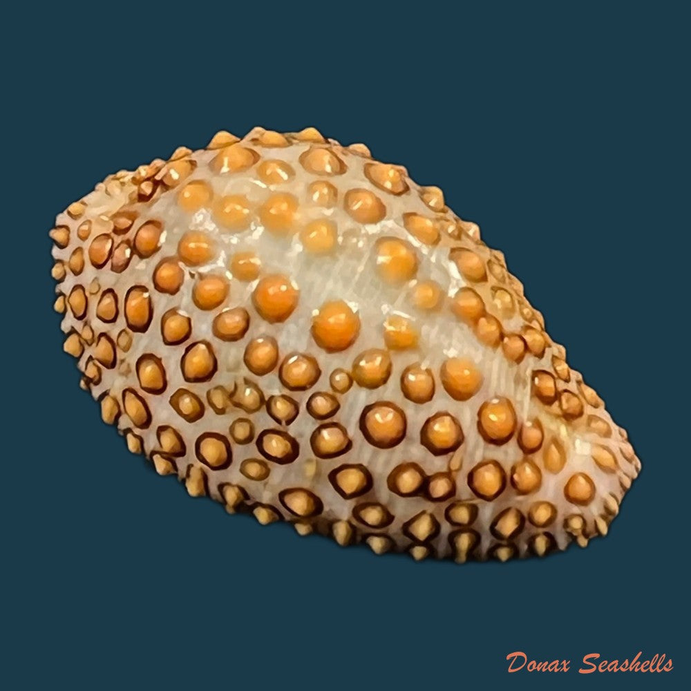 jenneria-pustulata-lightfoot-1786-22-1mm-copia