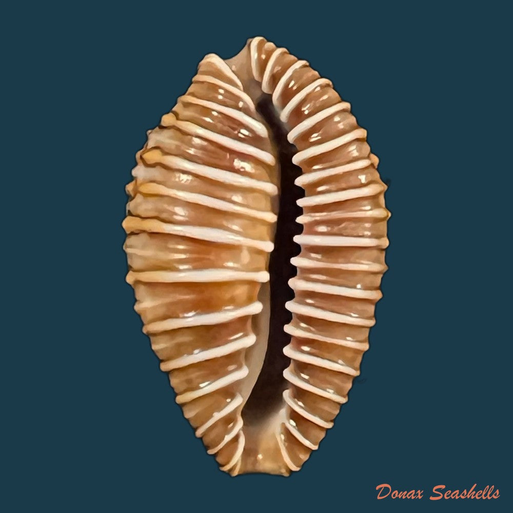 jenneria-pustulata-lightfoot-1786-22-1mm-copia