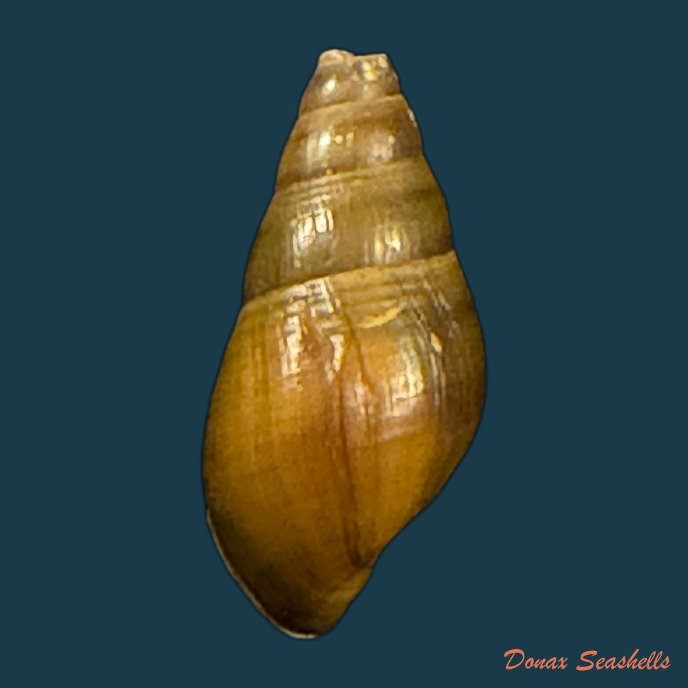 koreoleptoxis-sp-18-3mm-copia